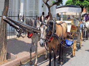 Büyükada'da 'Faytona son, atlara özgürlük' eylemi