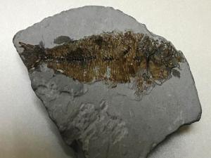 Kömür havzasından 14 milyon yıllık balık fosili çıktı